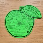 ĀBOLĪTIS ar saldu vēlējumu – attēls 3