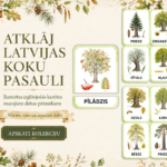 KARTĪTES – KOKI | Atklāj Latvijas koku burvību – attēls 2