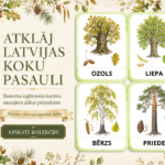 KARTĪTES – KOKI | Atklāj Latvijas koku burvību