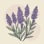 Lavanda